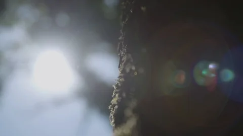 Tree covered with moss close up with lens flares Vídeo Stock 89531624