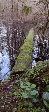 Tree covered in moss fallen in pond among reflections Stock Photos
