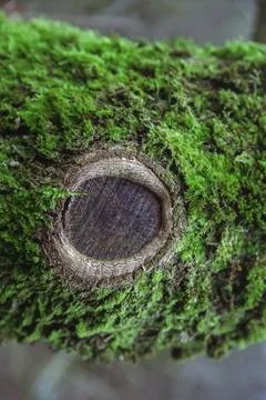 Tree covered with moss in the forest Stock Photos