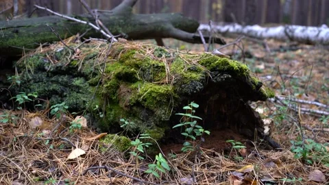 Tree covered with moss lies on the ground in the autumn forest 库存影片 140145260