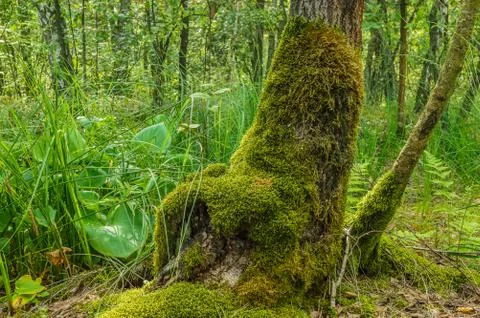  A tree covered with moss Stock Photos