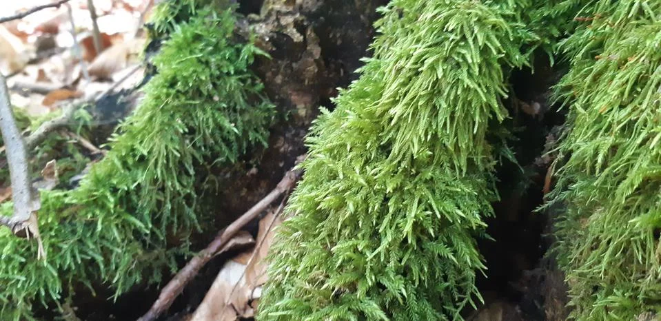 The tree is covered with moss Stock Photos