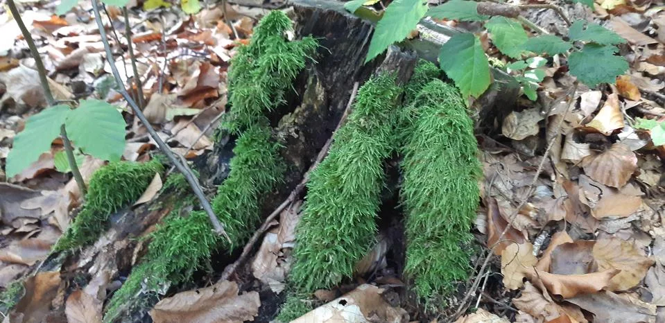 The tree is covered with moss Stock Photos
