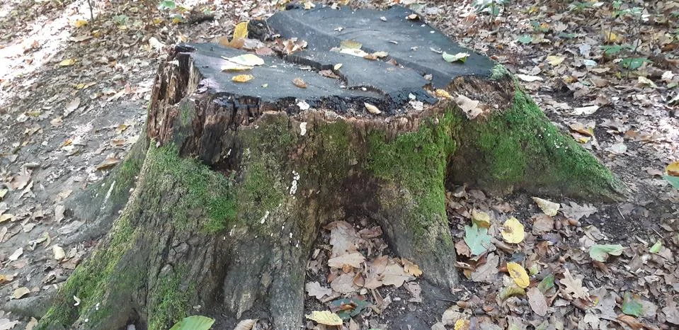 The tree is covered with moss Stock Photos