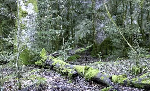 Tree covered with moss Stock Photos
