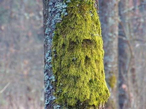 A tree covered in moss Stock Photos