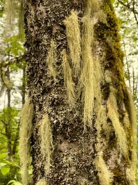 A tree covered in moss in summer Foto stock