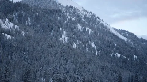 Tree Covered Mountain 스톡 동영상 61017840