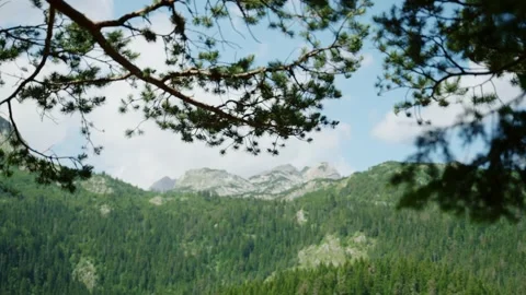 Tree covered mountain seen from forest change focus to foreground tree branches Stock Footage 284389089