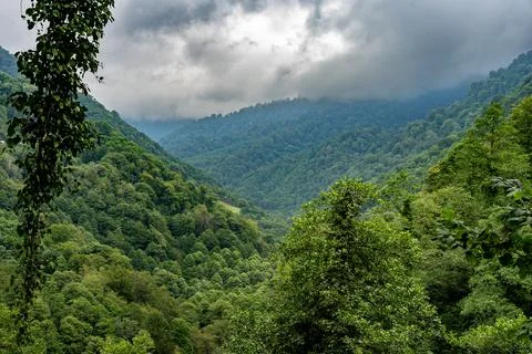 Tree covered mountain valley with dense clouds Stock Photos
