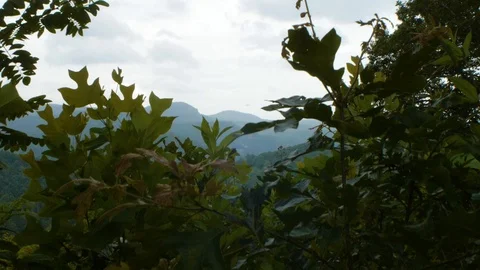 Tree covered mountains by a lake Stock Footage 99118367