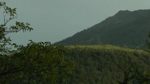 Tree-Covered Mountains with Tree Branches in the Foreground 1 Stock Footage 32256301