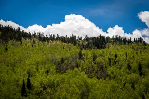 Tree Covered Mountainside in the Summer Foto stock