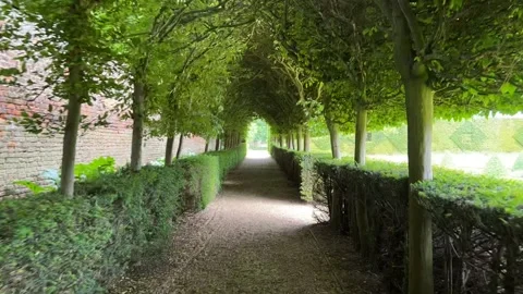Tree Covered Path Stock Footage 240457155
