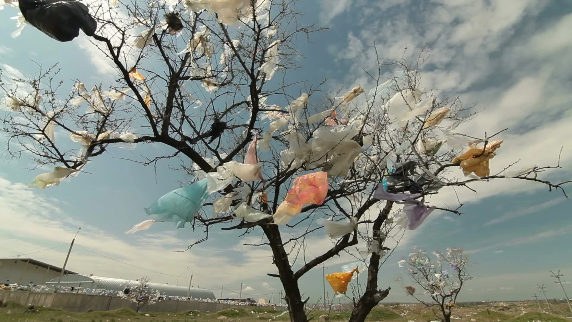 Plastic Trash Bag Caught Tree Stock Photo 1007497297
