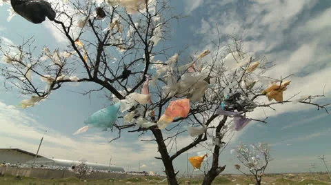Tree Covered Plastic Bags Near Landfill Stock Footage 22760638