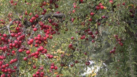 Tree covered with red apples Stock Footage 96520256