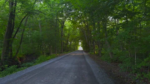 A tree covered road Stock Footage 278253812