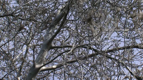 Tree covered with silk web of Spindle moth larvae Stock Footage 25629784
