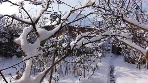 Tree covered with snow and ice in the garden. Sunny winter day. Vídeos de archivo 169076137