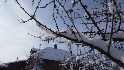 Tree covered with snow and ice in the garden. Sunny winter day. 스톡 동영상 169076233