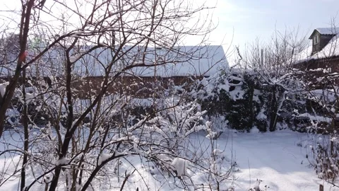Tree covered with snow and ice in the garden. Sunny winter day. Vídeos de archivo 169076446