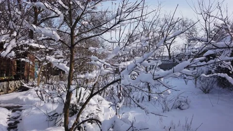 Tree covered with snow and ice in the garden. Sunny winter day. Vídeos de archivo 169076802