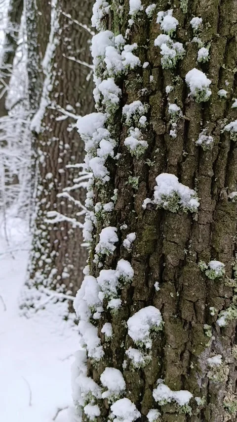 A tree covered in snow and lichen in the woods Stock Footage 295617955