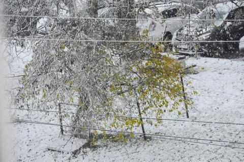 A tree covered in snow and a wire fence.  Stock Photos