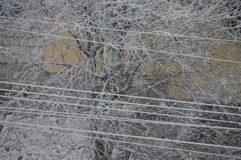A tree covered in snow and a wire line. Stock Photos