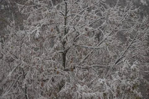 A tree covered in snow with bare branches. Stock Photos