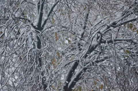 A tree covered in snow with branches that are twisted and bent.  Stock Photos