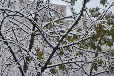 A tree covered in snow, with a building in the background. Foto stock