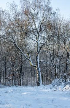 A tree covered in snow a crispy cold winter day in a forest. Picture from Eslov Stock Photos