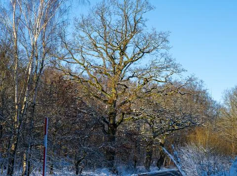 A tree covered in snow a crispy cold winter day in a forest. Picture from Eslov Stock Photos