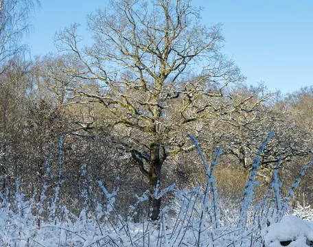 A tree covered in snow a crispy cold winter day in a forest. Picture from Eslov Foto stock