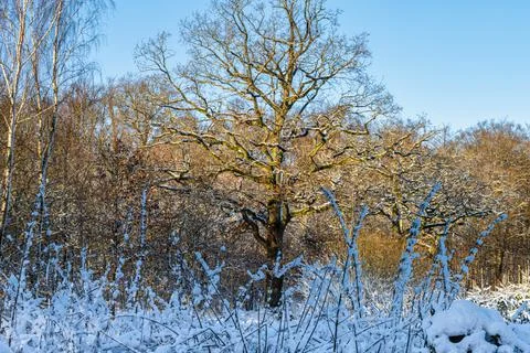 A tree covered in snow a crispy cold winter day in a forest. Picture from Eslov Foto stock
