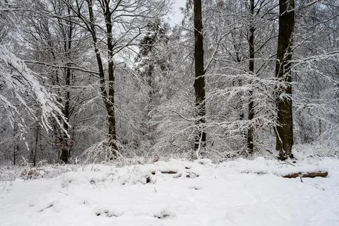 A tree covered in snow a crispy cold winter day in a forest. Picture from Eslov Stock Photos