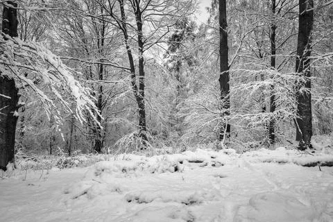 A tree covered in snow a crispy cold winter day in a forest. Picture from Eslov Stock Photos