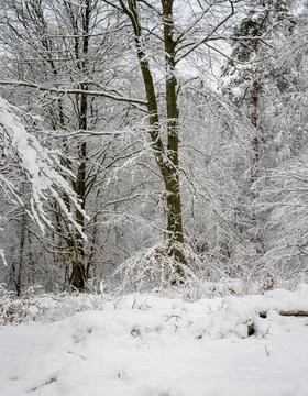 A tree covered in snow a crispy cold winter day in a forest. Picture from Eslov Stock Photos
