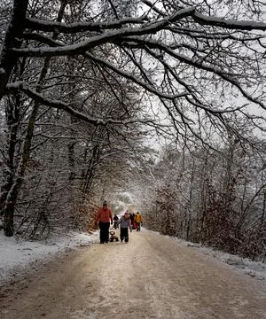 A tree covered in snow a crispy cold winter day in a forest. Picture from Scania Foto stock