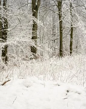 A tree covered in snow a crispy cold winter day in a forest. Picture from Eslov Stock Photos