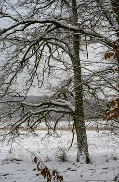 Tree covered in snow a crispy cold winter day. Picture from Scania, Sweden Stock Photos