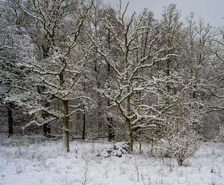 Tree covered in snow a crispy cold winter day. Picture from Scania, Sweden Stock Photos