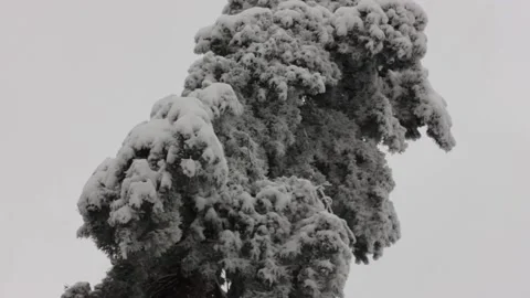 Tree covered with snow during winter with sky background Stock Footage 146605831