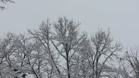 Tree covered with snow during winter with sky background 스톡 동영상 146606013