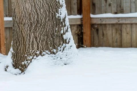 Tree covered in snow during winter time Stock-Fotos
