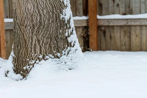 Tree covered in snow during winter time Stock Photos