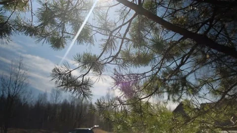 A tree covered in snow Video stock 131961524