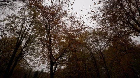 A tree covered in snow Stock Footage 155229910